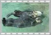 Otters Holding Hands