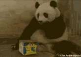 Sneezing Baby Panda