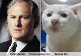 Serious Cat