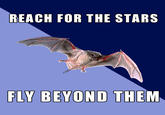 Space Bat
