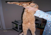 Longcat