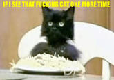 Spaghetti Cat