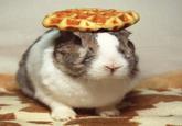 Pancake Bunny