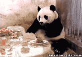 Sneezing Baby Panda