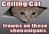 Ceiling Cat
