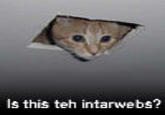 Ceiling Cat