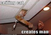 Ceiling Cat