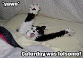 Caturday