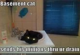 Basement Cat