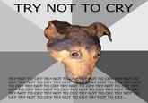 Depression Dog