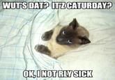 Caturday