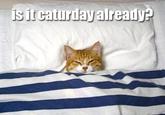 Caturday