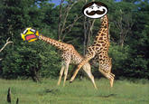 Gordon the Pringles Giraffe