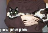 Pew Pew