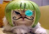 Limecat