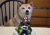 Broccoli Dog