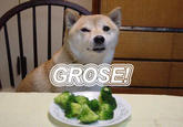 Broccoli Dog