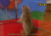 Dramatic Chipmunk / Drama Prairie Dog