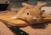 Save Toby