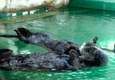Otters Holding Hands