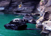 Otters Holding Hands