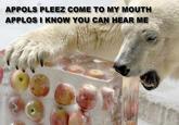 Apples Bear
