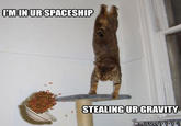 Gravity Cat