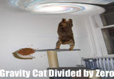 Gravity Cat