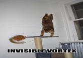 Gravity Cat