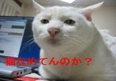 Serious Cat