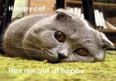 Happy Cat