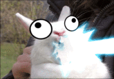 Bunnyfaic