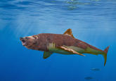 Bearsharktopus