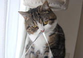 Maru the Cat