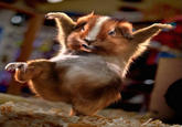 Hampster Dance