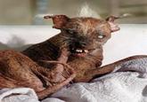 Sam the World's Ugliest Dog