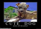 Sam the World's Ugliest Dog