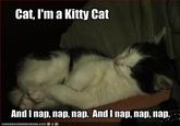 Kitty Cat Dance