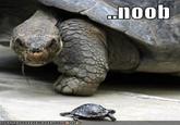 Noob