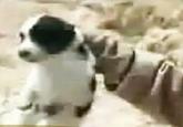 David Motari / Soldier Throws Puppy Off a Cliff