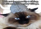 Average Cats