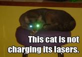 Average Cats