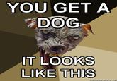 Cynical Dog