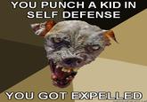 Cynical Dog