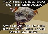 Cynical Dog