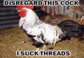 Disregard that, I suck cocks