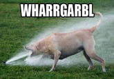 WHARRGARBL / Sprinkler Dog