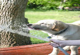 WHARRGARBL / Sprinkler Dog