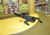 Playing Dead