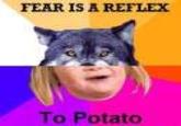 Combo Dog